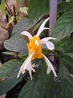 Pachystachys Lutea (Perou) (fam Acanthacees) (03) (Photo F. Mrugala)